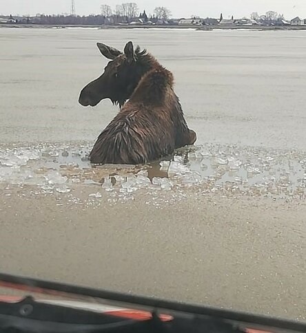 лось в воде лось в воде