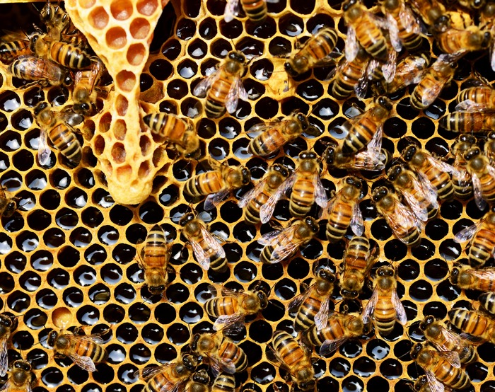 Пчелы 2 фото.jpg