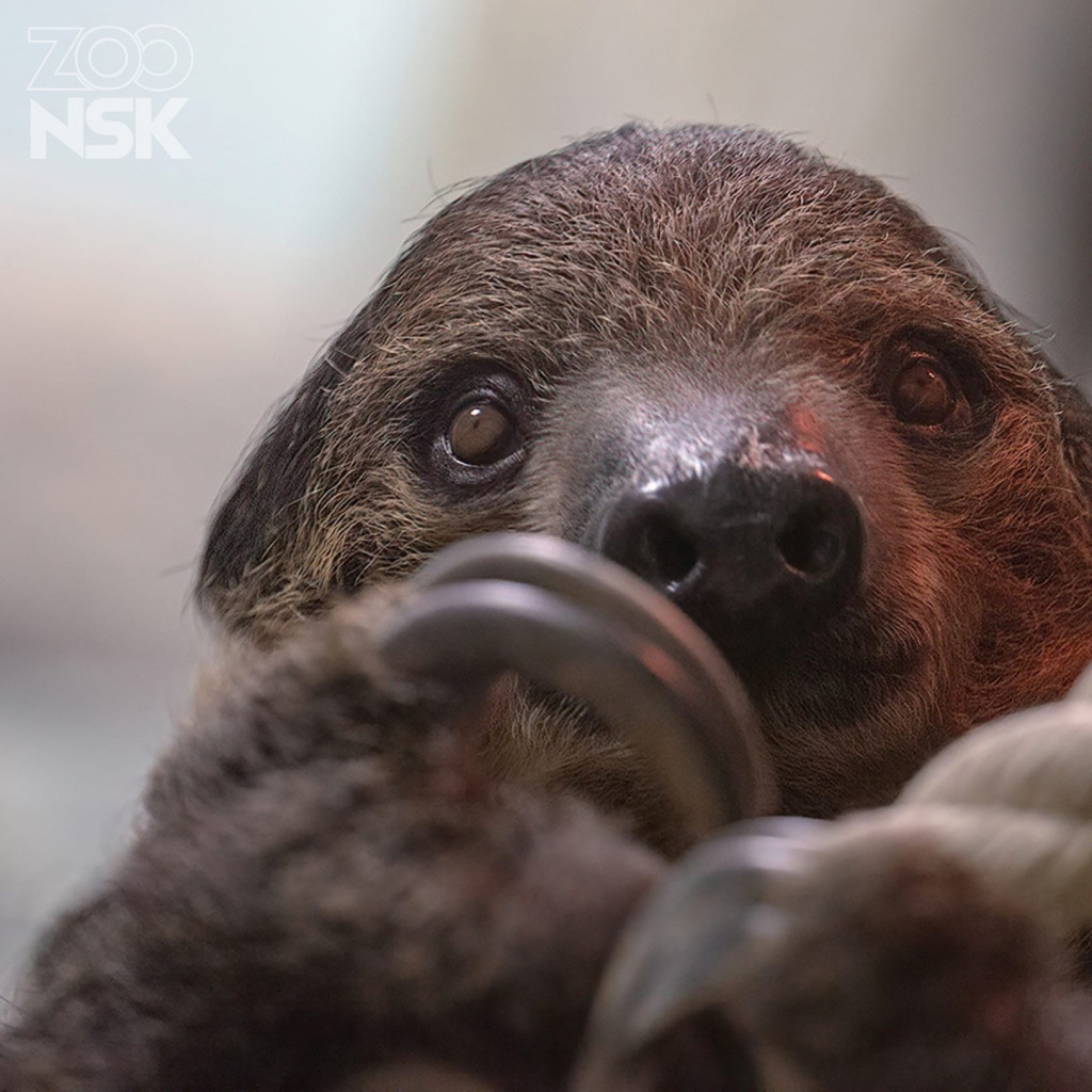 Милые фотографии ленивцев показал новосибирский зоопарк