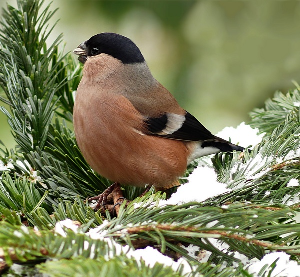tree-branch-winter-bird-animal-female-666498-pxhere.com.jpg