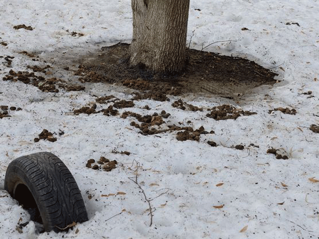 spring.gif spring.gif