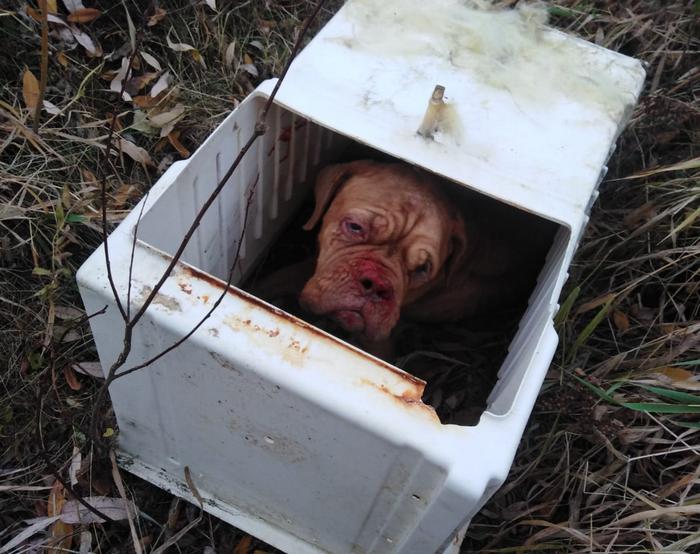 Собака 3 фото.jpeg Собака 3 фото.jpeg