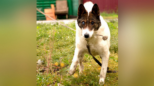 В Новосибирске ищут хозяев одноглазой собаке по кличке Пират 