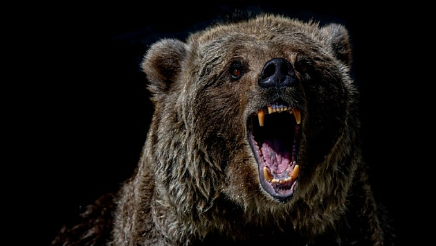 В Новосибирске оцепили Заельцовский бор для поисков медведя