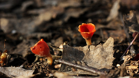 В лесу под Новосибирском нашли гриб, похожий на цветок