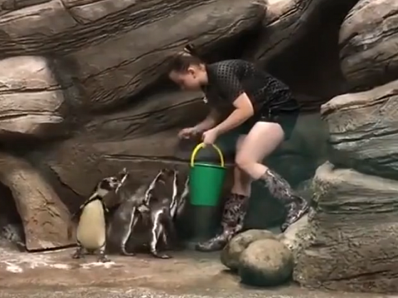 Пингвинов новосибирского зоопарка накормят на глазах у посетителей (видео)