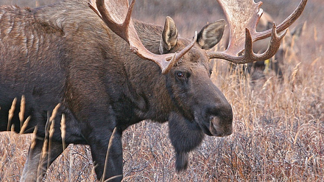 В Новосибирской области браконьер незаконно убил дикого лося