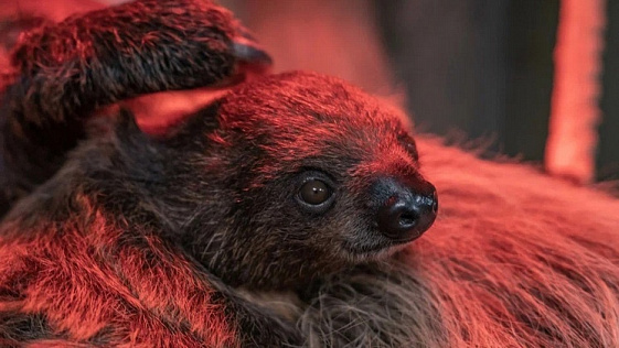 В новосибирском зоопарке впервые показали детеныша ленивца