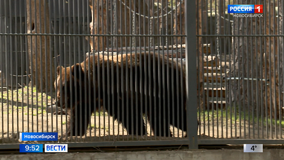 В новосибирском зоопарке установили новый вольерный комплекс для медведей