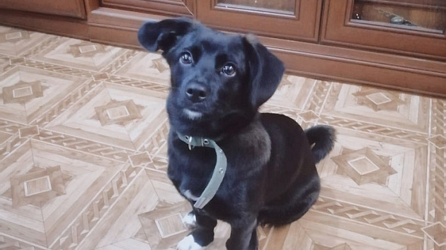 Попавшему под колёса щенку ищут дом в Новосибирске