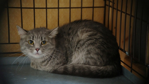Спасённой из капкана трёхлапой кошке ищут заботливую семью в Новосибирске