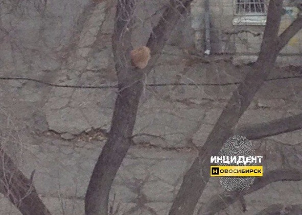 В Новосибирске после двухдневного заточения с дерева сняли кота