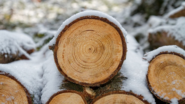 Четверо новосибирцев предстанут перед судом за вырубку деревьев