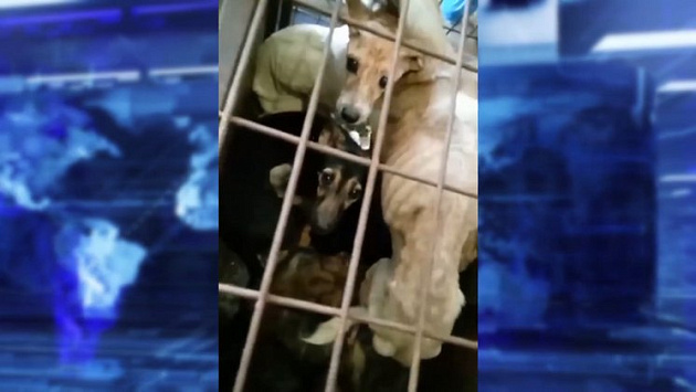 В Новосибирске агрессивную хозяйку стаи собак признали невменяемой и отправили под суд
