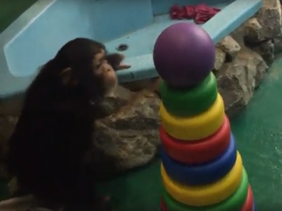 Игра шимпанзе с детскими игрушками от новосибирцев попала на видео 