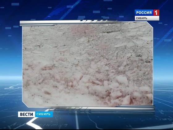 В горах Хакасии ученые обнаружили розовый снег