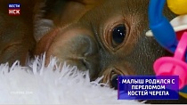 Новосибирский зоопарк показал маленького орангутана со сложной судьбой: инфографика