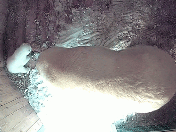 Звезды Новосибирского зоопарка белые медведи Кай и Герда вновь стали родителями