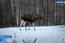 В Алтайском крае началась зимняя перепись диких животных