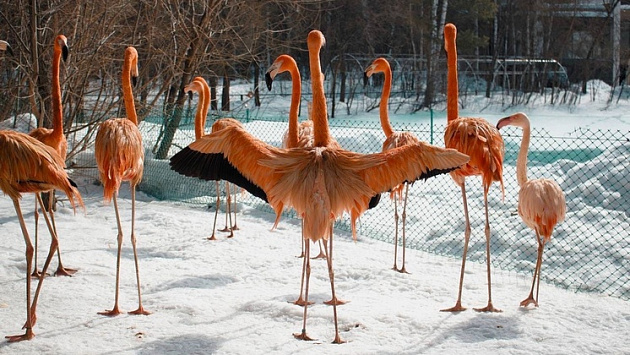 На первую весеннюю прогулку вышли фламинго в новосибирском зоопарке