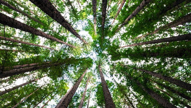 Под Новосибирском осудили лесную ОПГ за незаконную вырубку деревьев на 21 миллион рублей
