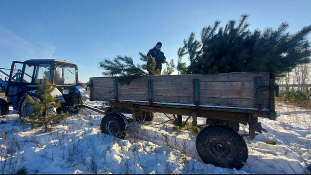 Новосибирские лесоводы заготовят около 30 тысяч деревьев к Новому году