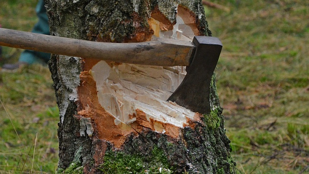 За липовую вырубку деревьев новосибирский чиновник получил условный срок