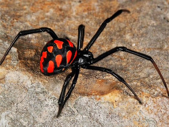 В Алтайском крае могут появиться ядовитые пауки каракурты