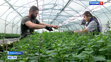Новосибирские дачники увлеклись выращиванием лекарственных растений