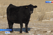 Хакасия стала официальным поставщиком редкой породы коров в регионы России