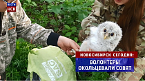 В Новосибирске окольцевали 15 редких совят: инфографика
