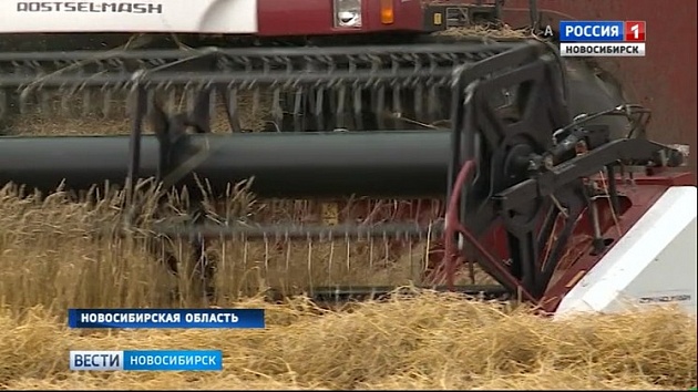 В Новосибирской области могут ввести режим ЧС: неблагоприятные погодные условия осложняют уборку урожая