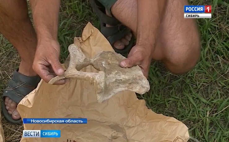 Томские археологи проверяют новую версию гибели мамонтов