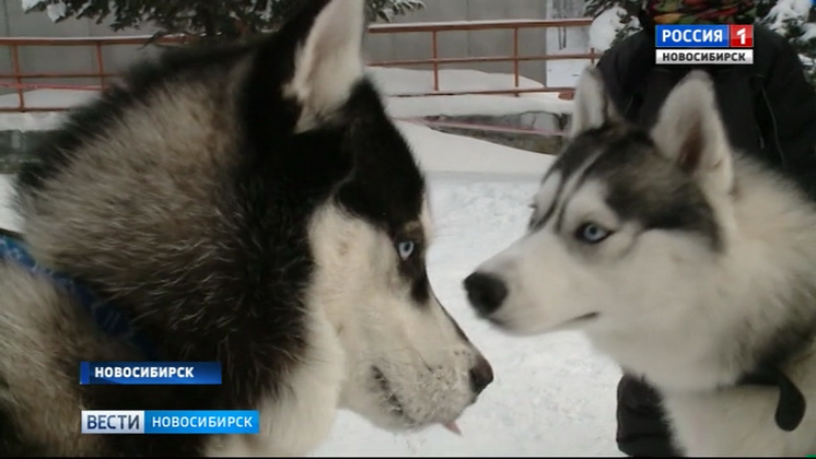 В Новосибирске подвели итоги сибирской гонки на собачьих упряжках