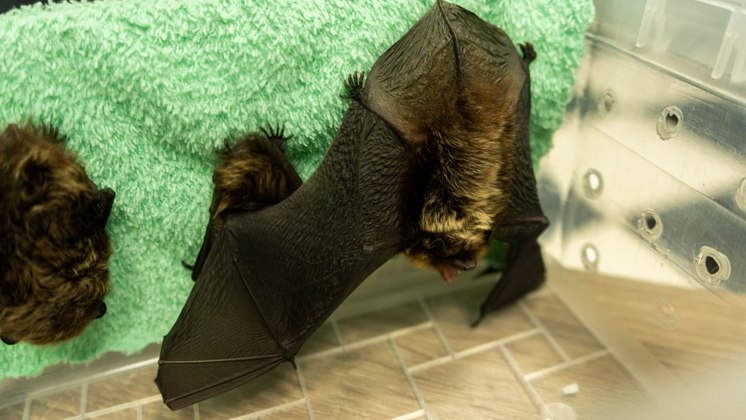 Новосибирские волонтёры откормили и отправили в спячку 30 летучих мышей