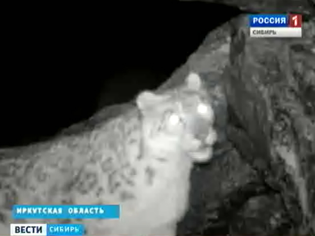 В Прибайкалье обнаружили следы почти исчезнувшего снежного барса