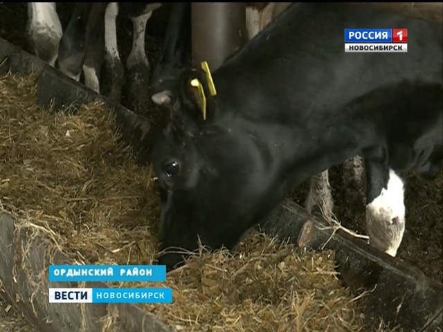 В Ордынском районе молочная ферма оказалась на грани разорения