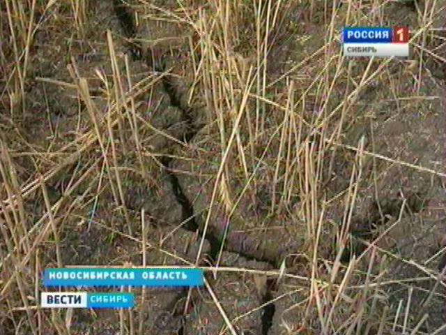 Засушливое лето скорректировало планы аграриев Новосибирской области на урожай