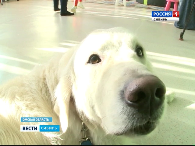 В Омской области собаки-лекари реабилитируют инвалидов