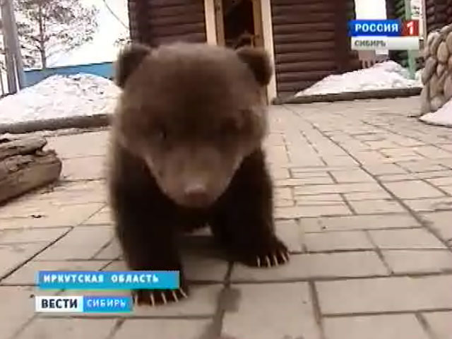 В Иркутской области медвежата развлекают посетителей местного центра отдыха