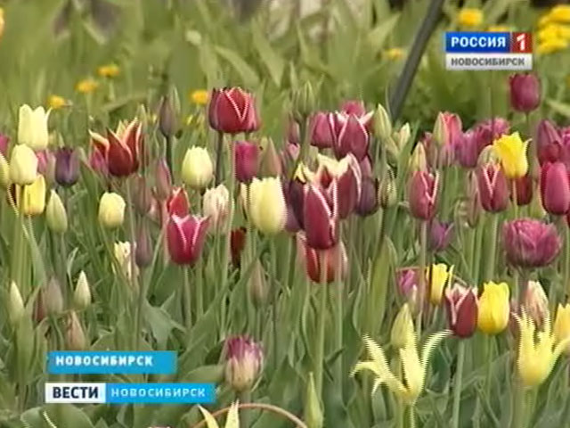 Житель Новосибирска выращивает более 50 видов тюльпанов в собственном цветнике