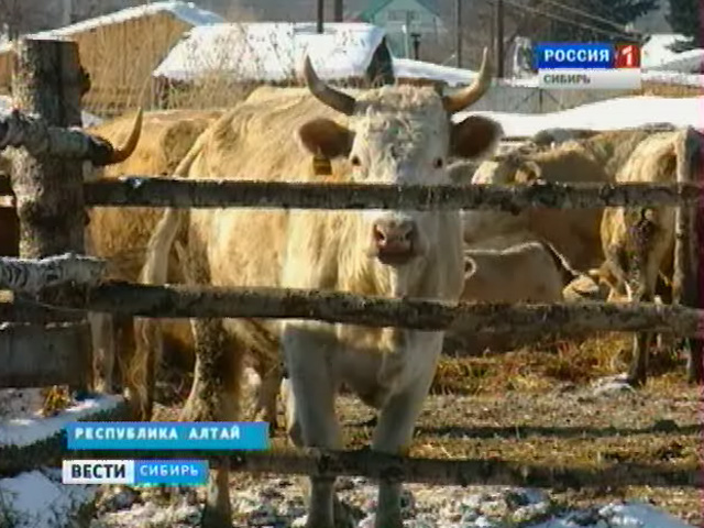 В регионах Сибири готовятся к массовой прививочной кампании домашнего скота