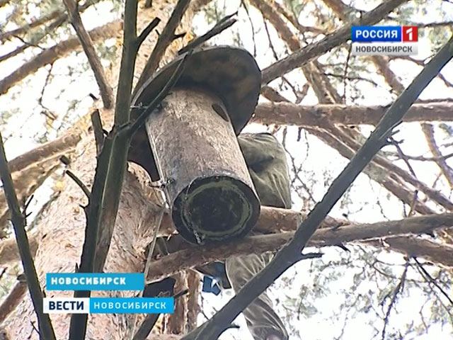 В зеленых массивах Академгородка общественники развешивают домики для сов