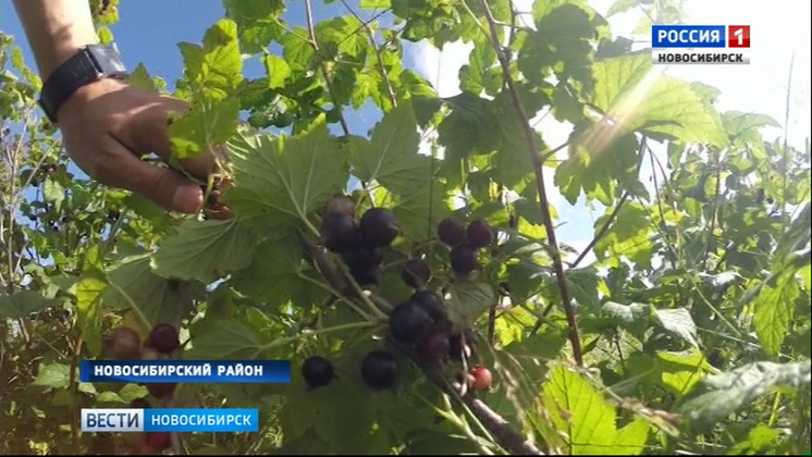 В Новосибирской области начали собирать черную смородину