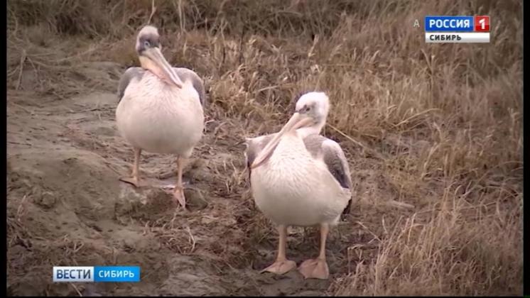 Кудрявые пеликаны прилетели в Алтайский край