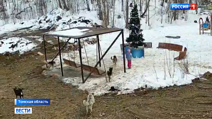 Стая бродячих собак напала на ребенка в Томской области