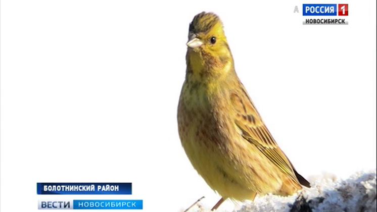 Перелетные птицы на месяц раньше вернулись с зимовки в Новосибирскую область