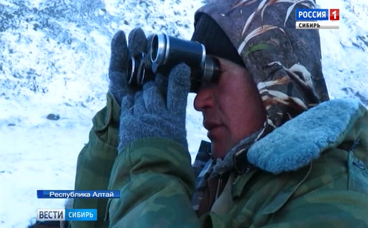 Уникальные снимки снежных барсов получили исследователи в Республике Алтай