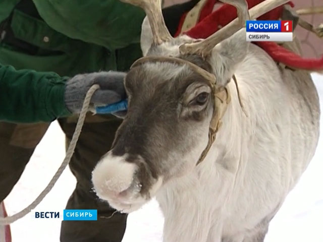 В Красноярске в самом разгаре сезон катания на северных оленях