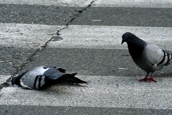 В Кузбассе голуби оказались заражены азиатской чумой